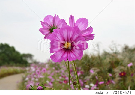 花びら 自然 屋外 70487621