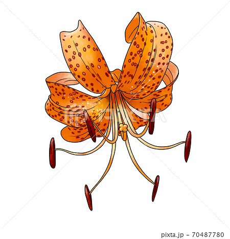 オニユリ 70487780