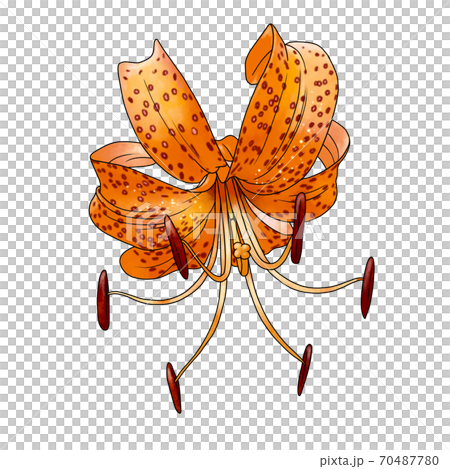 オニユリ 70487780