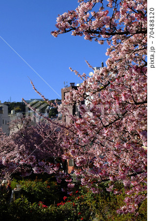 【熱海】熱海桜 【熱海】熱海桜 70488120