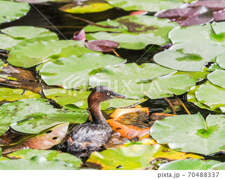 蓮池で泳ぐ可愛いカイツブリ 70488337