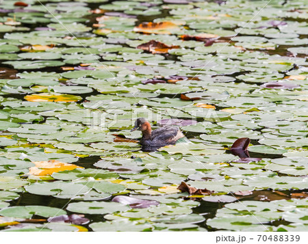 蓮池で泳ぐ可愛いカイツブリ 70488339