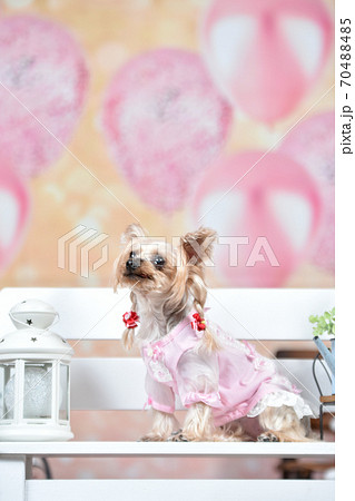 雑貨店でおすましするヨークシャテリア 70488485