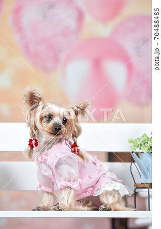 雑貨店でおすましするヨークシャテリア 70488486