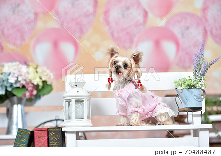雑貨店でおすましするヨークシャテリア 70488487