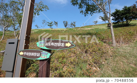 丘 午後 秋の花 70488556