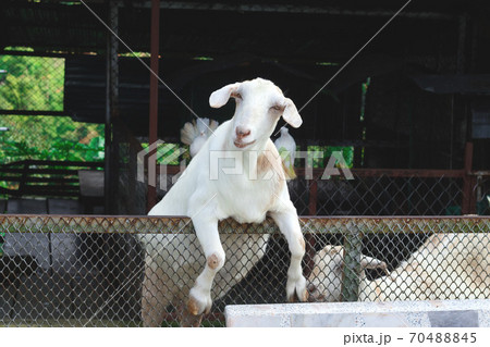 Herd of well-groomed cute goat on a farm Herd of well-groomed cute goat on a farm 70488845