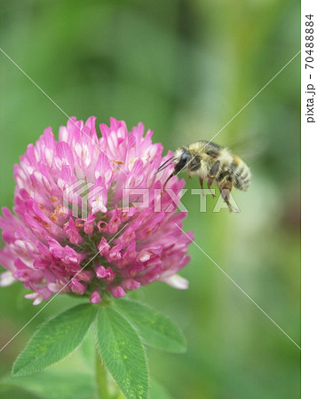 ニセハイイロマルハナバチ 70488884