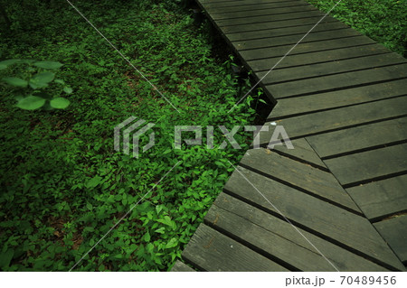 遊歩道と緑 70489456