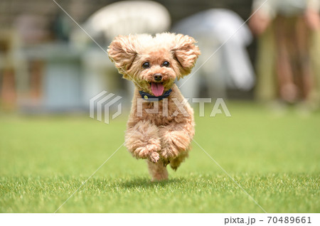 ドッグランで遊ぶトイプードル 70489661