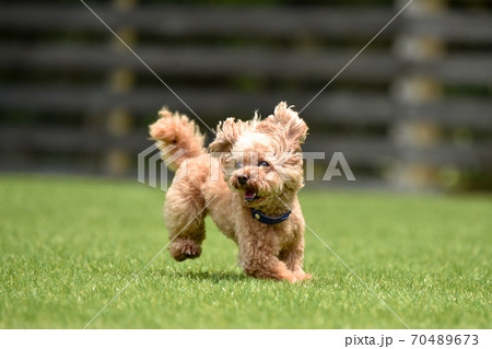 ドッグランで遊ぶトイプードル ドッグランで遊ぶトイプードル 70489673