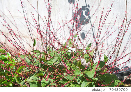 ミズヒキ（水引） 70489700