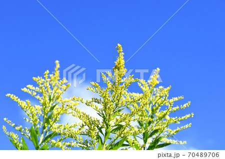 セイタカアワダチソウ（背高泡立草） 70489706