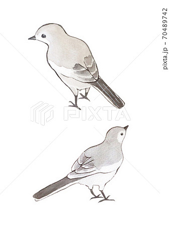 ハクセキレイ ハクセキレイ 70489742