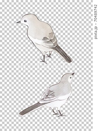 ハクセキレイ ハクセキレイ 70489742