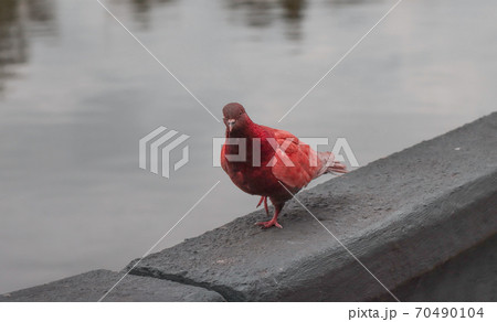 Bird pigeon of red plumage. 70490104