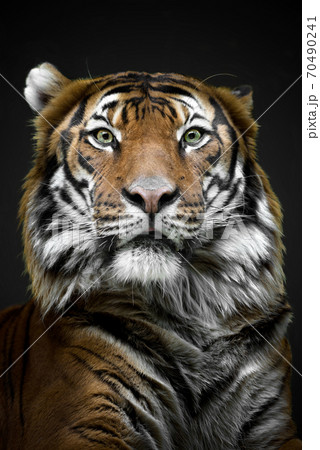 Mylayan tiger - close up face tiger. Critically endangered Mylayan tiger - close up face tiger. Critically endangered 70490241