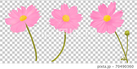 コスモスの花と蕾の手書きイラストのイラスト素材