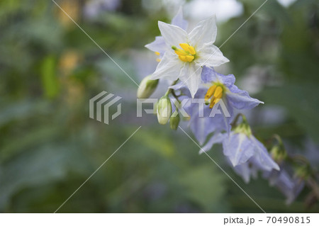 薄紫色のワルナスビの花/Solanum carolinense 薄紫色のワルナスビの花/Solanum carolinense 70490815