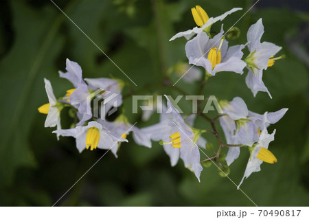 薄紫色のワルナスビの花 Solanum Carolinenseの写真素材