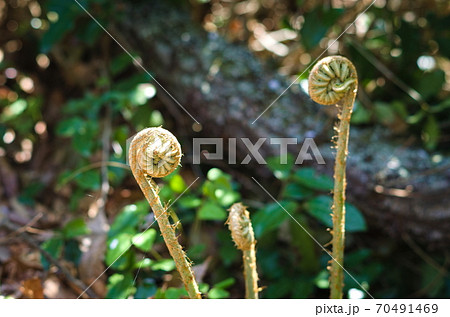 日本の山菜　オニゼンマイ　ゼンマイとは違い美味しくない 70491469