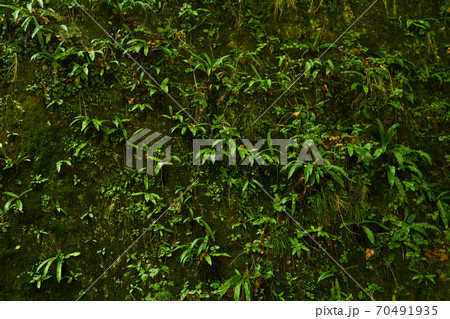 natural background - a vertical rock in a tropical forest, completely covered with various vegetation, mosses and ferns natural background - a vertical rock in a tropical forest, completely covered with various vegetation, mosses and ferns 70491935