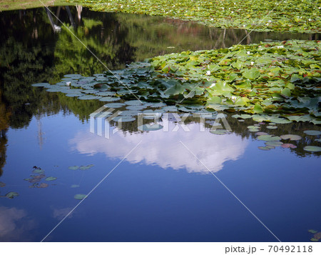 水面に浮く蓮の葉と花 70492118