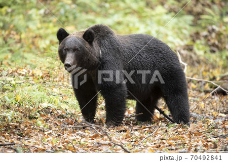 落ち葉の中の大きなヒグマ 70492841
