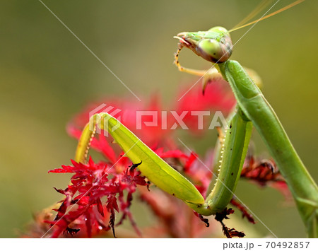 成虫のカマキリ 70492857