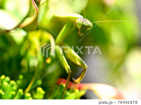 成虫のカマキリ 70492878