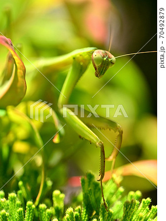 成虫のカマキリ 70492879
