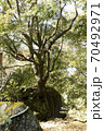 木の生命力 70492971
