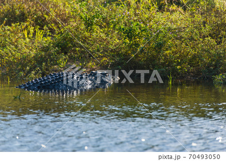 野生のワニ 70493050
