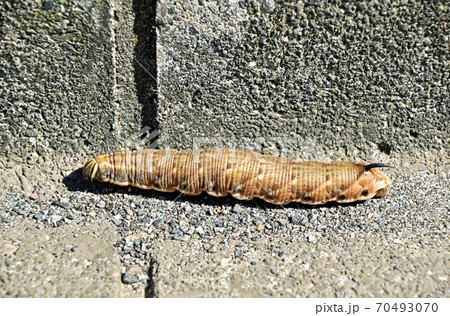 エビガラスズメの幼虫 70493070