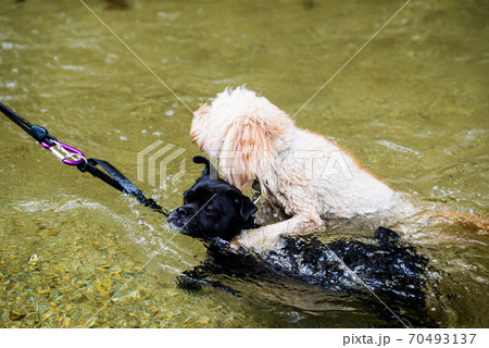 犬の行動 背中に乗るの写真素材