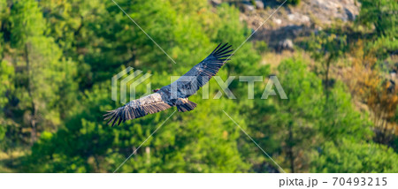 Top view of isolated vulture flying over the forest 70493215