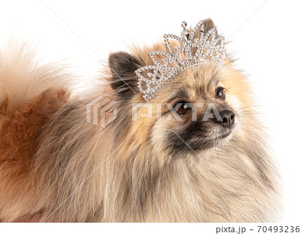 Brown Pomeranian Sheepdog with a princess crown 70493236