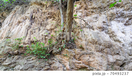 Tree growing from the center of the wall 70493237