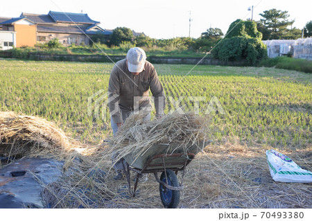藁集めてわら小屋へ 70493380