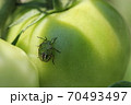 ミナミアオカメムシの 5齢幼虫 04 70493497