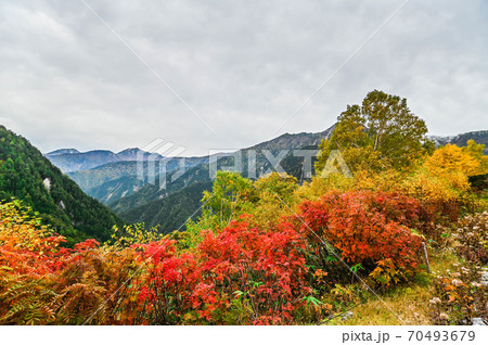 立山黒部アルペンルート 黒部ダムを臨むロープウェイと、大観峰からの紅葉 錦繍の絶景 立山黒部アルペンルート 黒部ダムを臨むロープウェイと、大観峰からの紅葉 錦繍の絶景 70493679