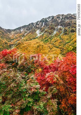 立山黒部アルペンルート 黒部ダムを臨むロープウェイと、大観峰からの紅葉 錦繍の絶景 立山黒部アルペンルート 黒部ダムを臨むロープウェイと、大観峰からの紅葉 錦繍の絶景 70493680