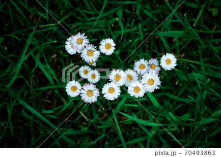 White daisies on green grass background top view White daisies on green grass background top view 70493863