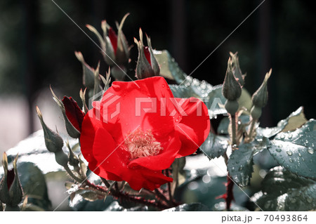 Red hibiscus wild rose flower on bush background Red hibiscus wild rose flower on bush background 70493864