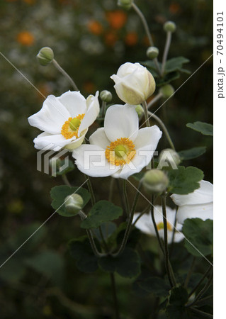 シュウメイギクの花と蕾 シュウメイギクの花と蕾 70494101
