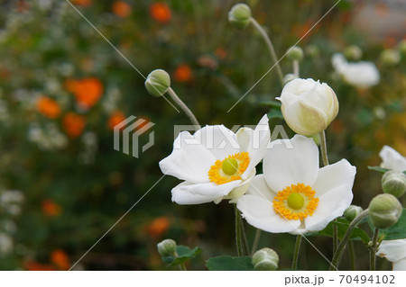 シュウメイギクの花と蕾 70494102