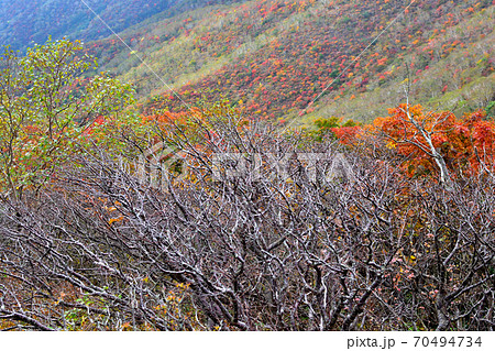 那須岳、日の出平方面の紅葉と枯木 70494734