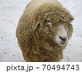 雪の日のヒツジ 70494743