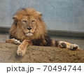 落ち着いてるライオン 70494744