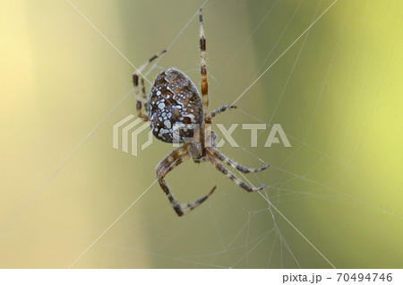 European garden spider, araneus diadematus, weaving a web 70494746